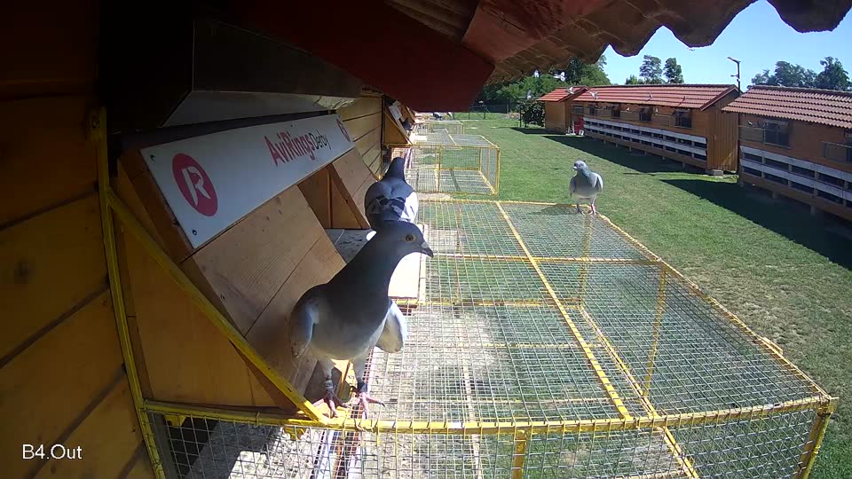Pigeon Arrival Image For Race Race 2