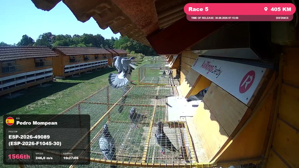 Pigeon Arrival Image For Race Race 5