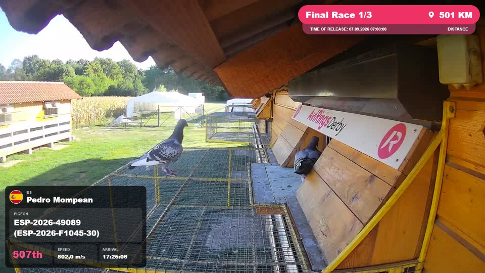 Pigeon Arrival Image For Race Final Race 1/3