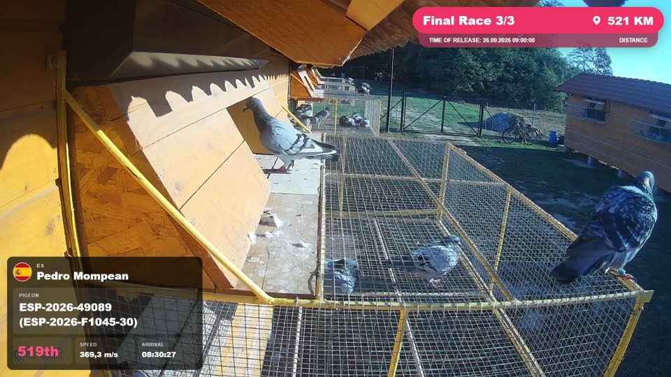Pigeon Arrival Image For Race Final Race 3/3