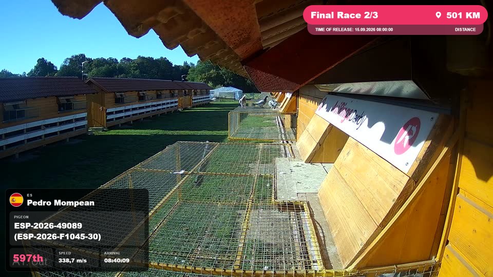 Pigeon Arrival Image For Race Final Race 2/3