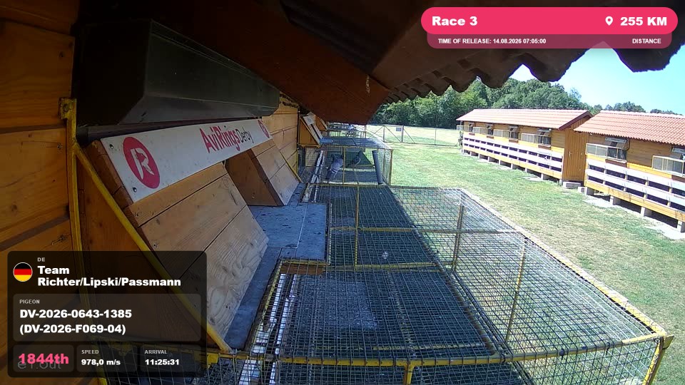 Pigeon Arrival Image For Race Race 3