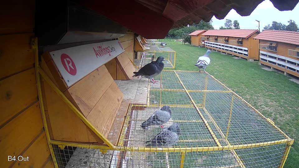 Pigeon Arrival Image For Race Race 6
