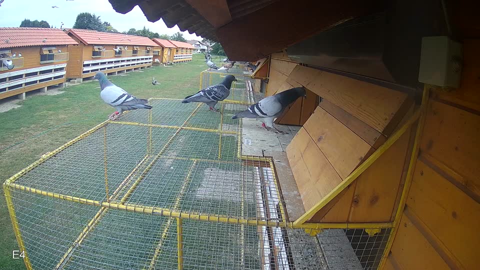 Pigeon Arrival Image For Race Race 3