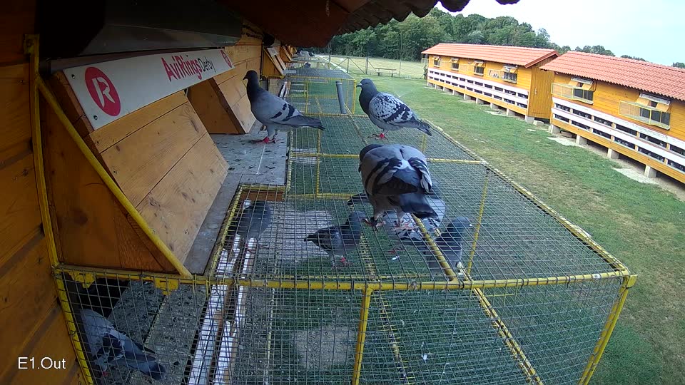 Pigeon Arrival Image For Race Race 4