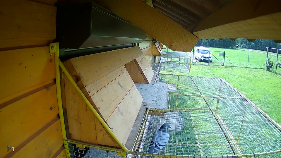 Pigeon Arrival Image For Race Final race 2