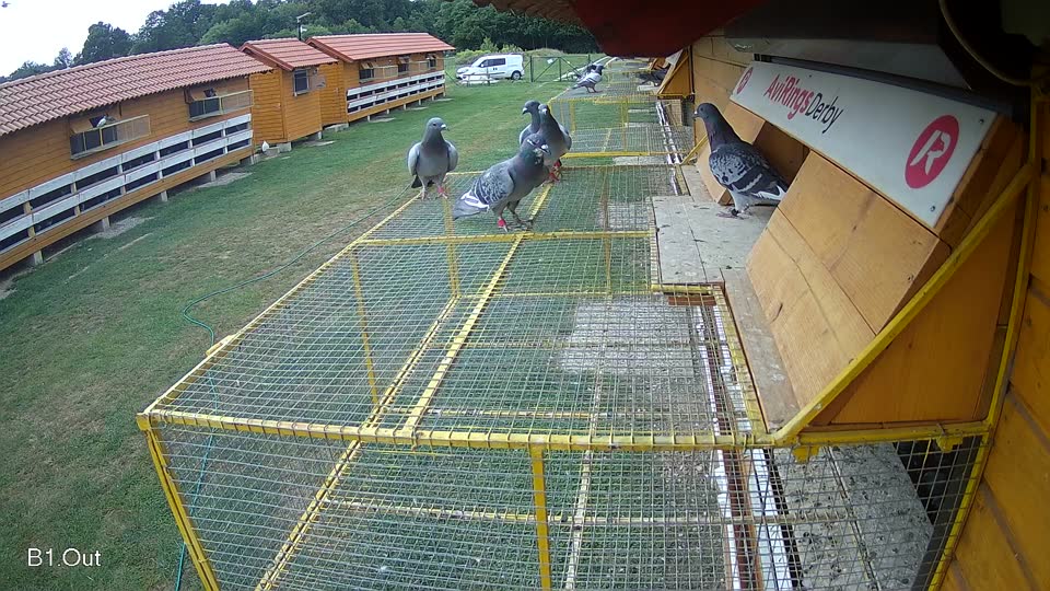 Pigeon Arrival Image For Race Race 3