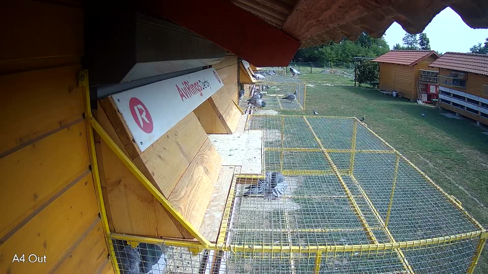 Pigeon Arrival Image For Race Race 4