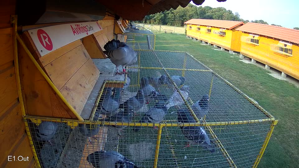 Pigeon Arrival Image For Race Race 4