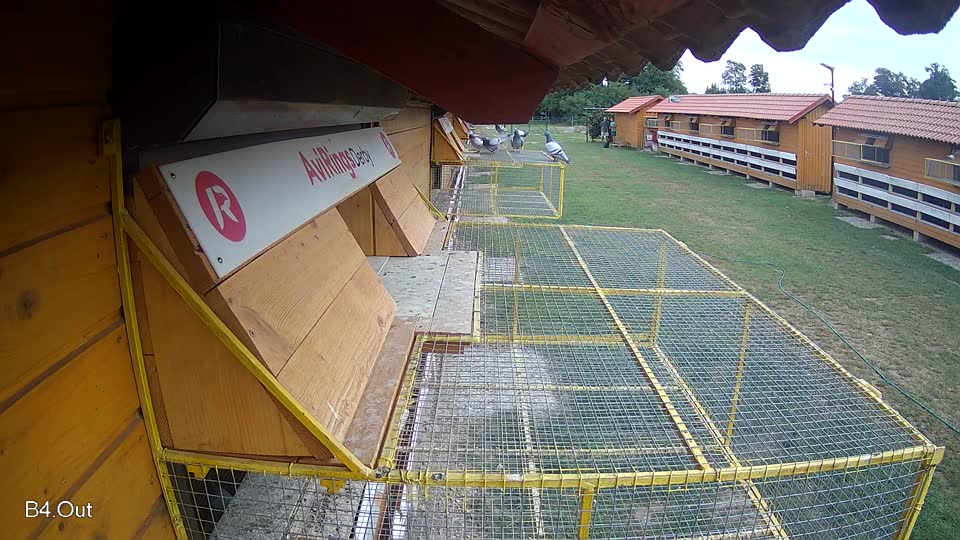 Pigeon Arrival Image For Race Race 3