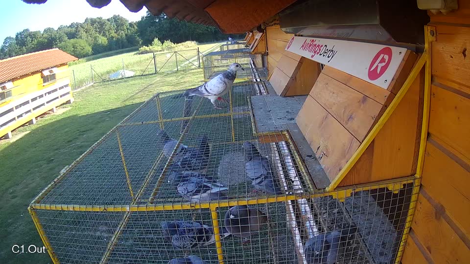 Pigeon Arrival Image For Race Race 5