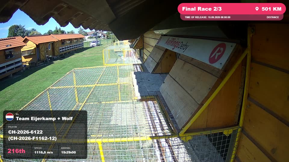 Pigeon Arrival Image For Race Final Race 2/3