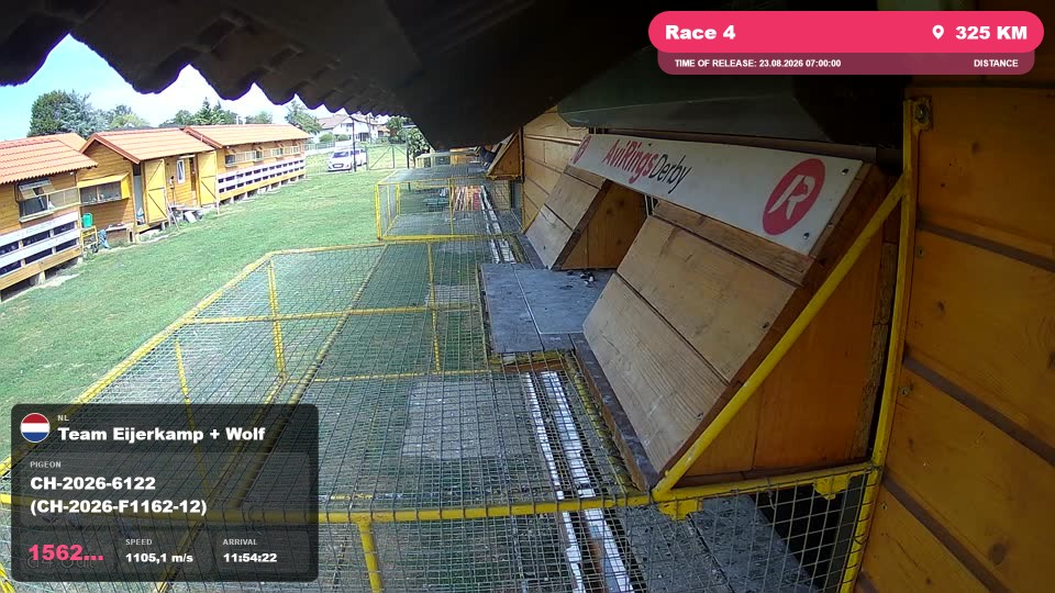 Pigeon Arrival Image For Race Race 4