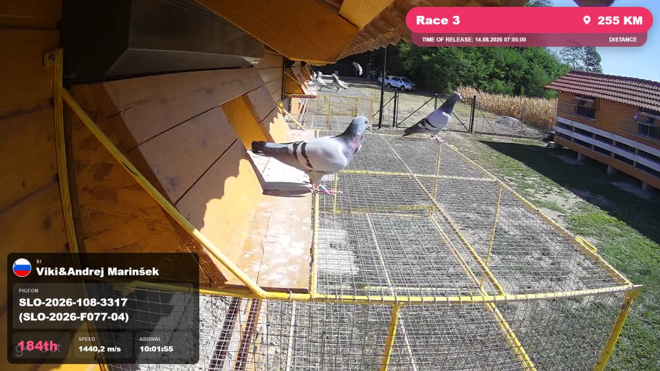 Pigeon Arrival Image For Race Race 3