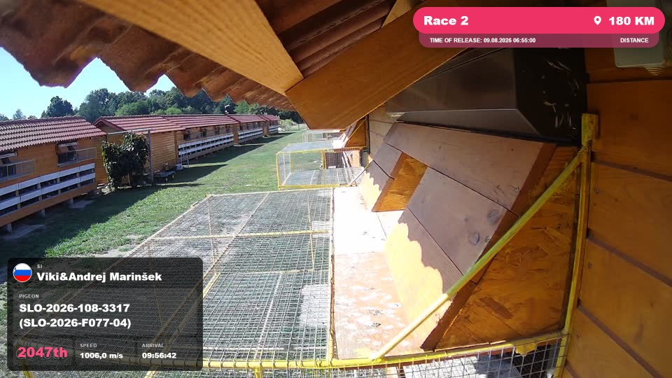 Pigeon Arrival Image For Race Race 2
