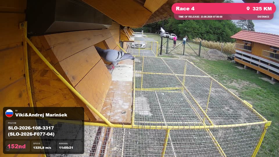 Pigeon Arrival Image For Race Race 4
