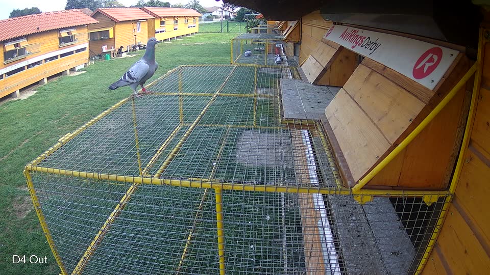 Pigeon Arrival Image For Race Final race 1