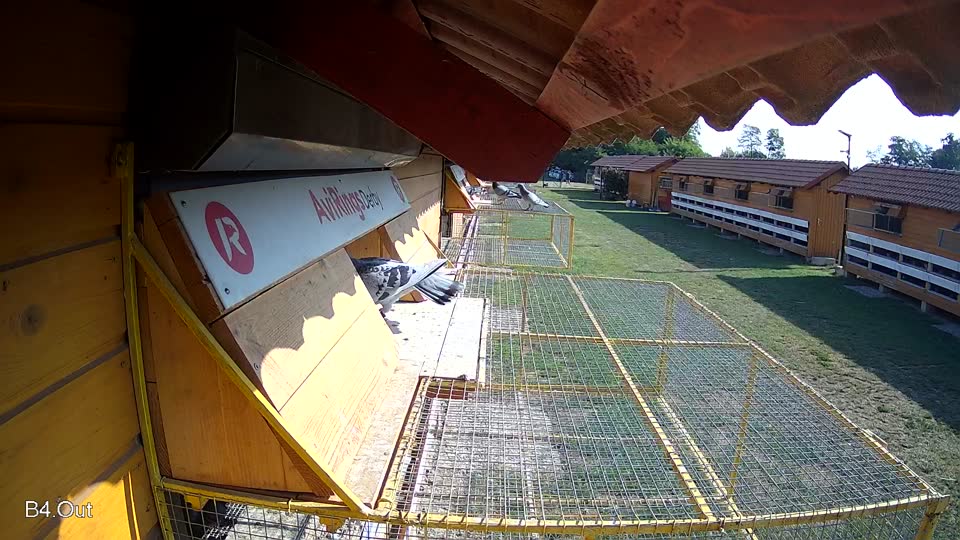 Pigeon Arrival Image For Race Race 1