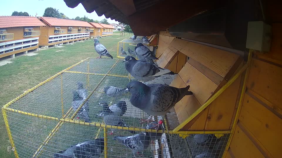 Pigeon Arrival Image For Race Race 4