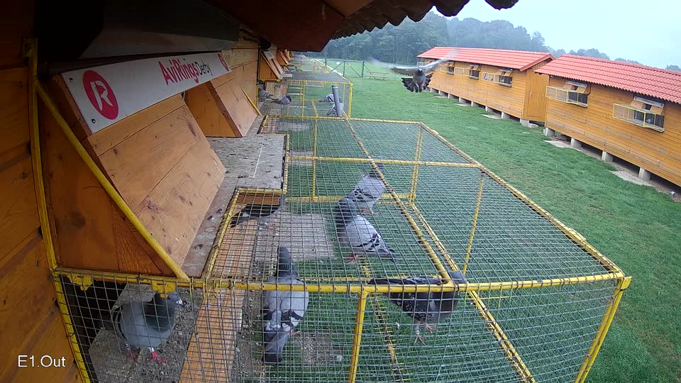 Pigeon Arrival Image For Race Final race 1