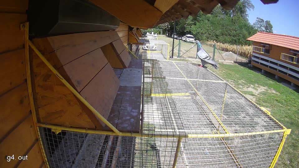 Pigeon Arrival Image For Race Race 5
