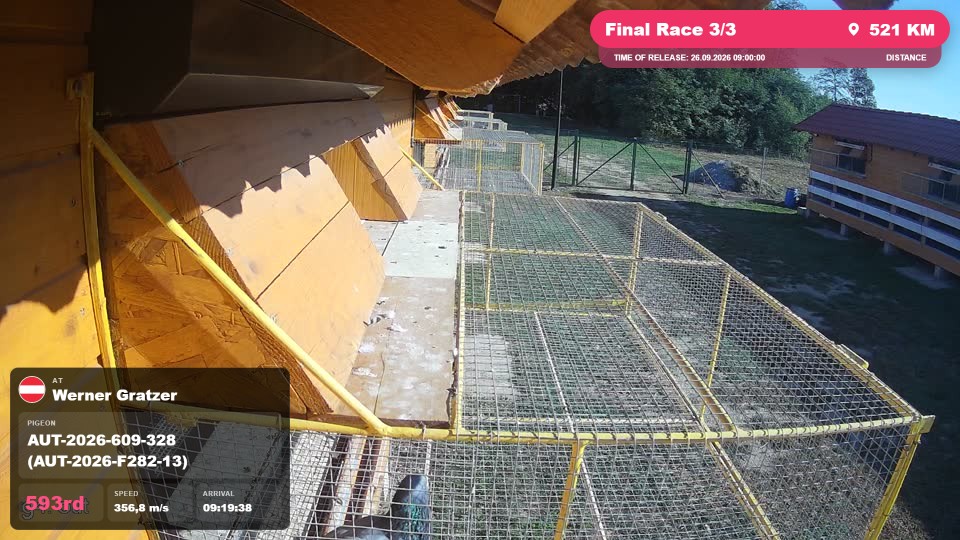 Pigeon Arrival Image For Race Final Race 3/3