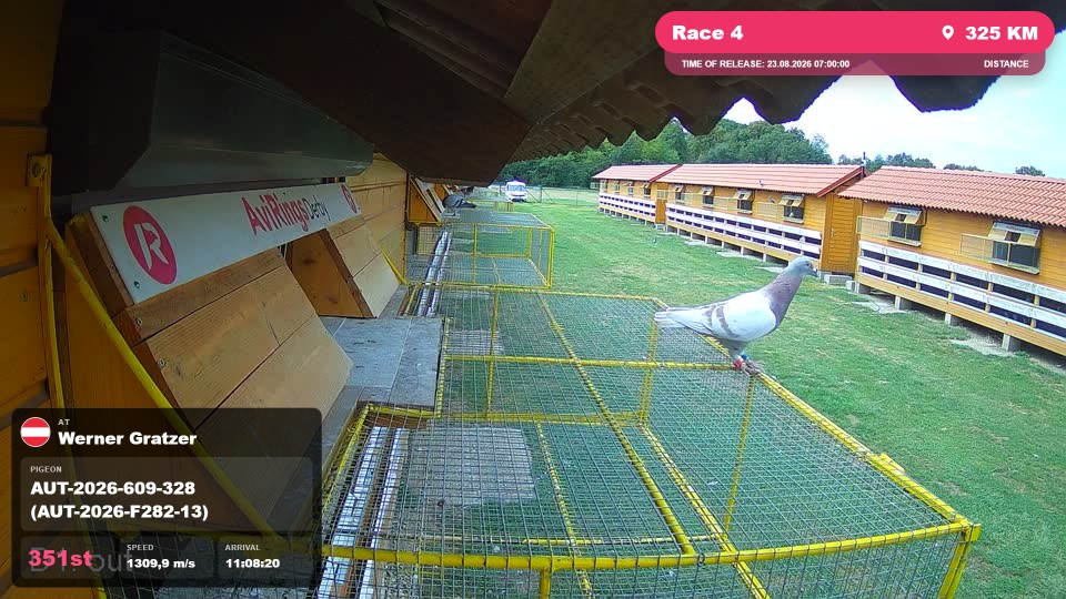 Pigeon Arrival Image For Race Race 4