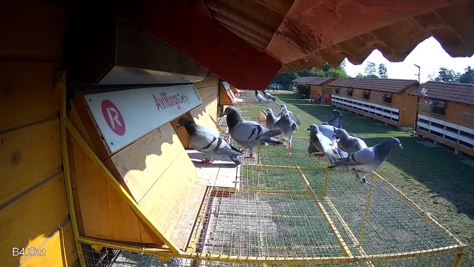 Pigeon Arrival Image For Race Race 1