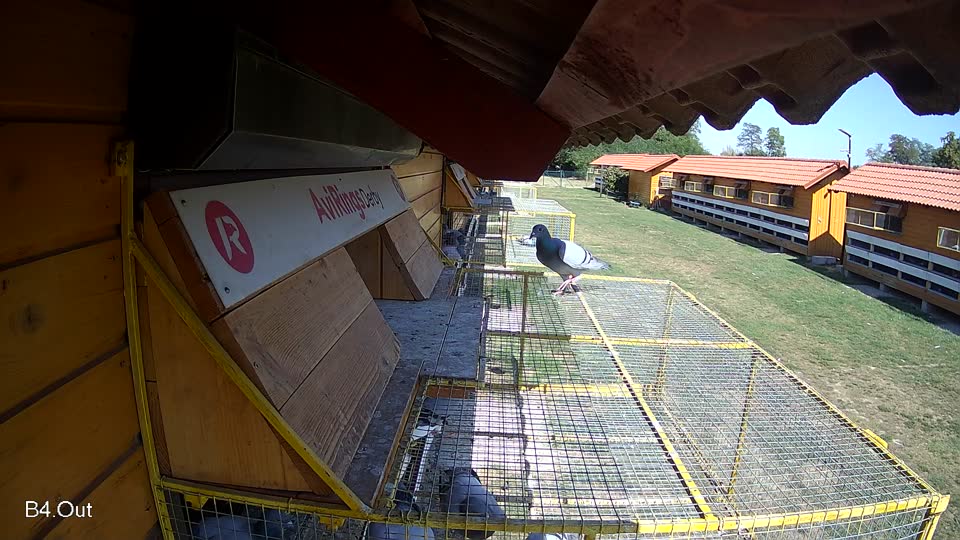 Pigeon Arrival Image For Race Race 5