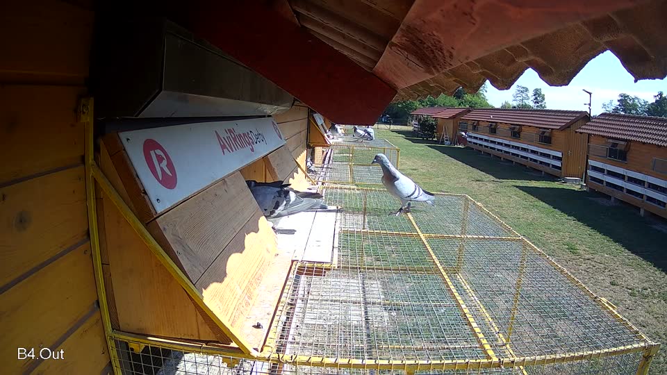Pigeon Arrival Image For Race Race 2