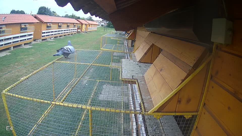 Pigeon Arrival Image For Race Race 3