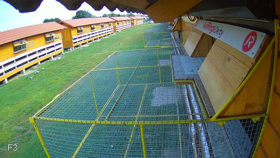 Pigeon Arrival Image For Race Race 4