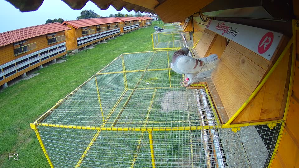Pigeon Arrival Image For Race Final race 3