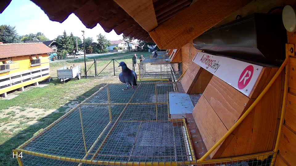 Pigeon Arrival Image For Race Race 1