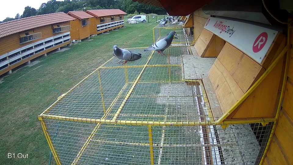Pigeon Arrival Image For Race Race 3