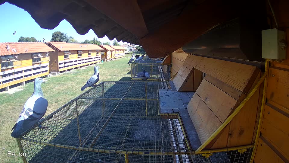 Pigeon Arrival Image For Race Race 3