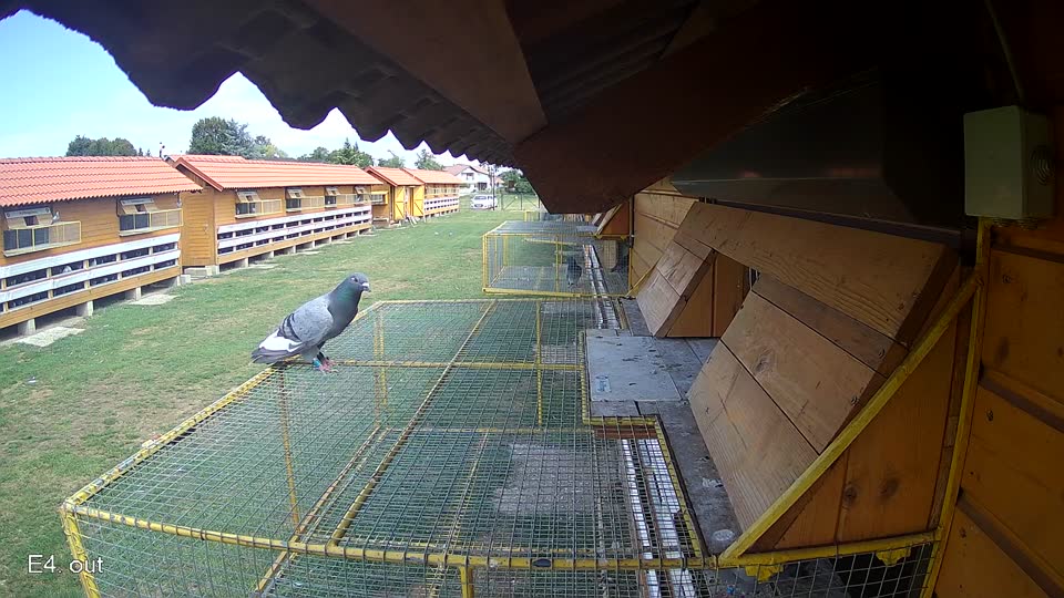 Pigeon Arrival Image For Race Race 4