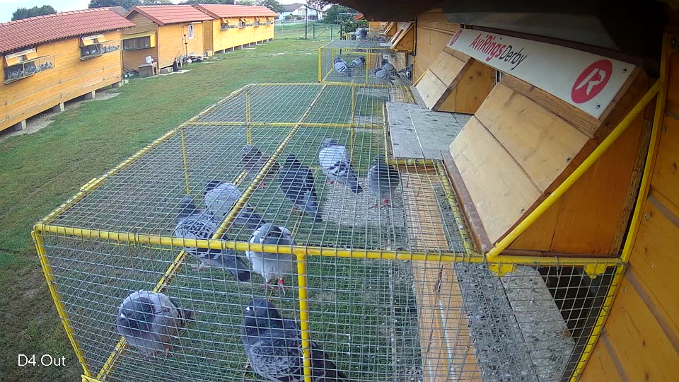 Pigeon Arrival Image For Race Race 3