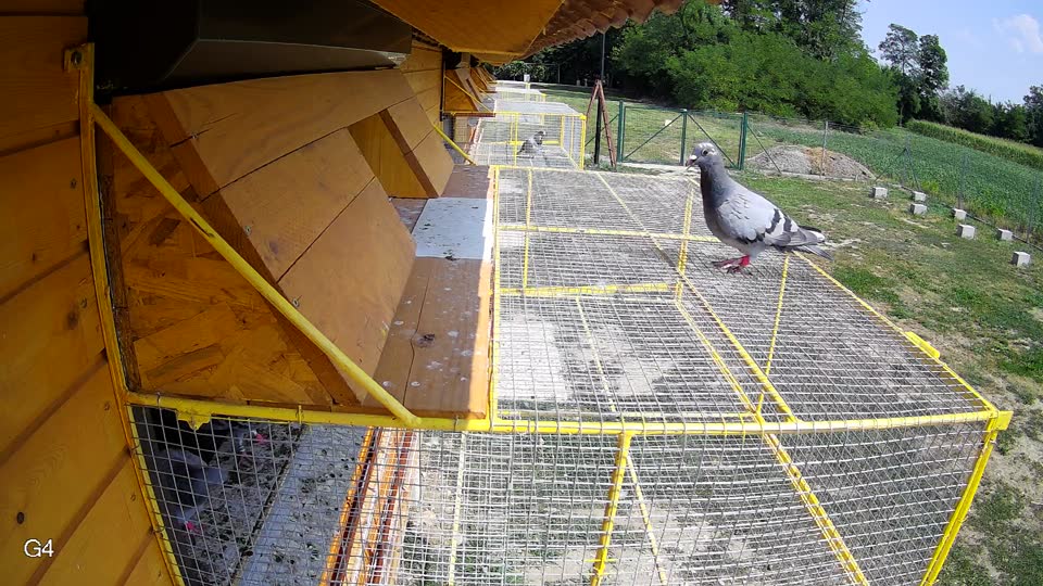 Pigeon Arrival Image For Race Race 4