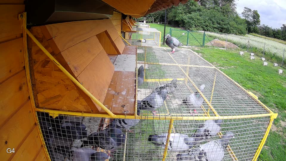 Pigeon Arrival Image For Race Final race 1