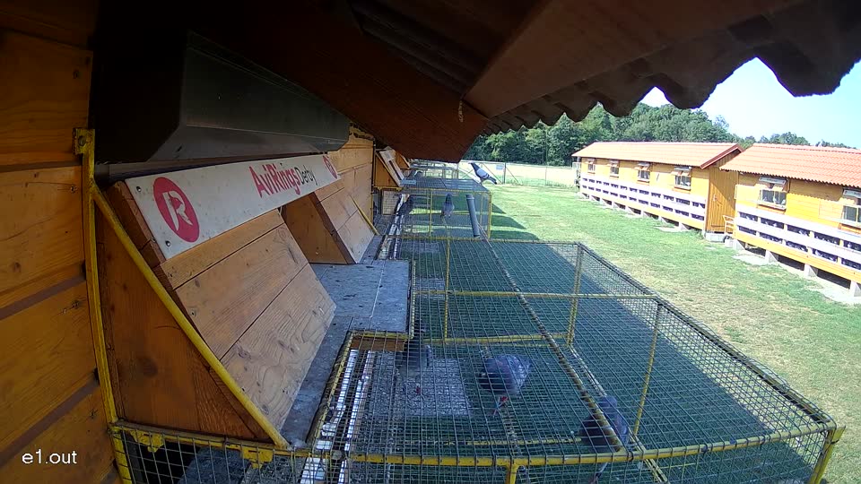 Pigeon Arrival Image For Race Race 1