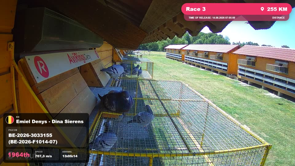 Pigeon Arrival Image For Race Race 3
