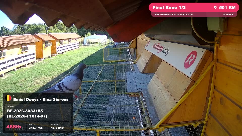 Pigeon Arrival Image For Race Final Race 1/3