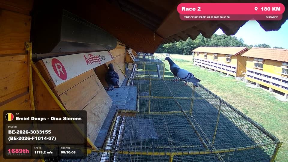 Pigeon Arrival Image For Race Race 2