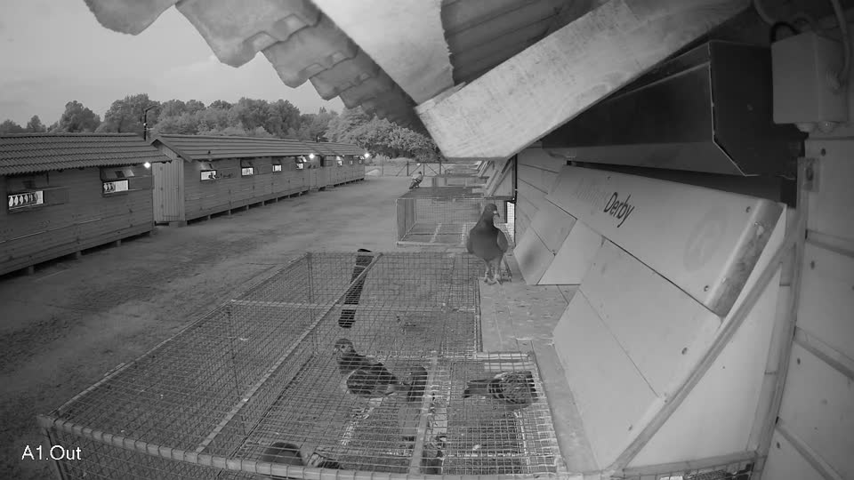 Pigeon Arrival Image For Race Race 4