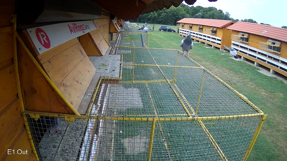 Pigeon Arrival Image For Race Race 3