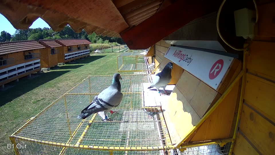 Pigeon Arrival Image For Race Race 2