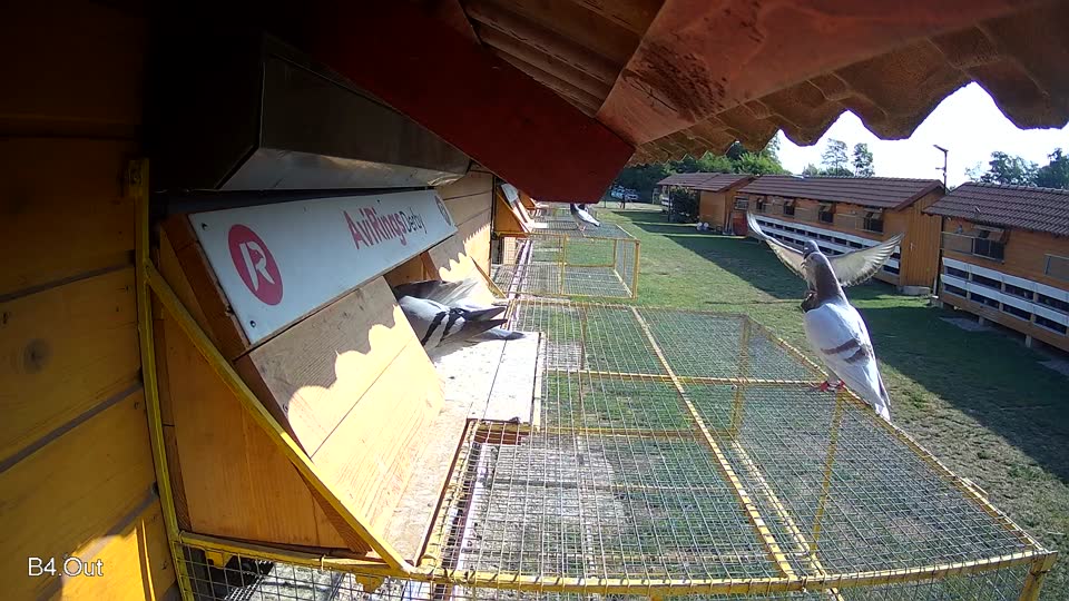 Pigeon Arrival Image For Race Race 1