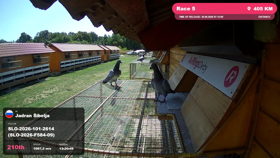 Pigeon Arrival Image For Race Race 5