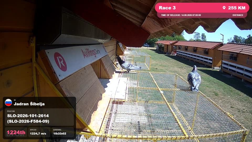 Pigeon Arrival Image For Race Race 3